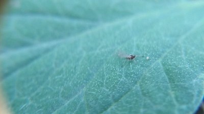 ¡Trips a la vista! Bichitos negros del campo que pican en la ciudad