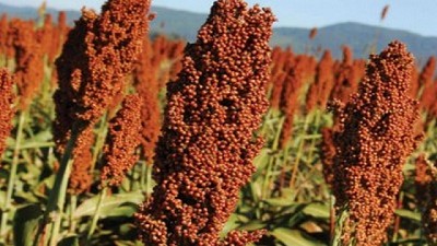 El Sorgo, un cultivo perfecto