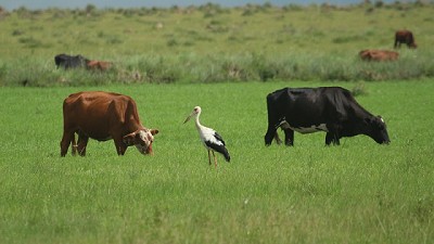 La Alianza del Pastizal invita al XIV Encuentro de Ganaderos de Pastizales Naturales del Cono Sur
