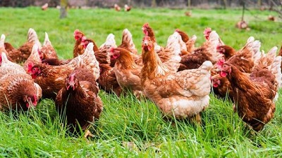 Roberto Domenech: “Por la gripe aviar se profundizaron los cuidados de bioseguridad”