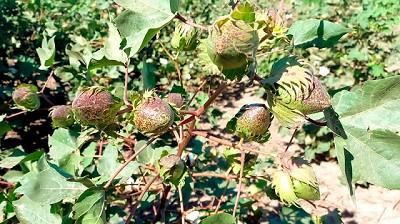 La primera variedad de algodón con fibras extralargas da sus frutos