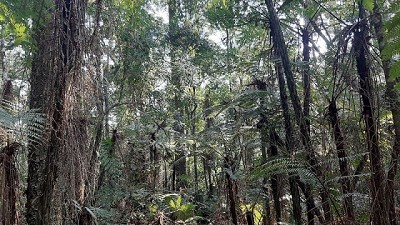 Los bosques son la solución natural frente al cambio climático
