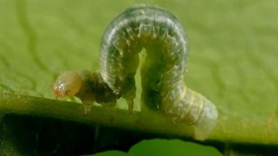 Informe de Plagas. Campaña 2022-2023: Segunda Quincena de Marzo de 2023