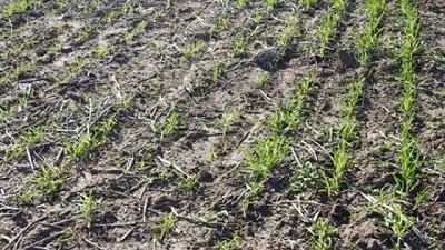 INIA advirtió sobre potencial riesgo de daño en próximas siembras agrícolas y de pasturas