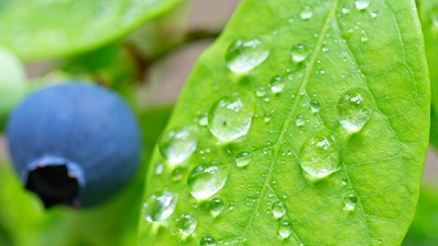 Qué es la evapotranspiración del cultivo