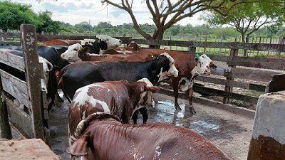 Avanzan pruebas de eficacia de un tratamiento contra la garrapata común del ganado bovino