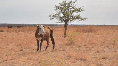 Alivio fiscal para productores afectados por la sequía