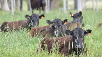 Recomiendan estar alerta al pastorear los verdeos