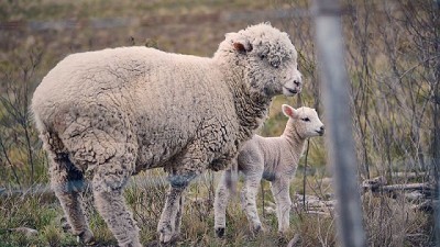 La hora del cordero, cortes de calidad, troceo y clave en la rotación