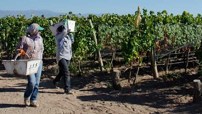 Agricultura continúa con el trabajo de apoyo a las economías regionales