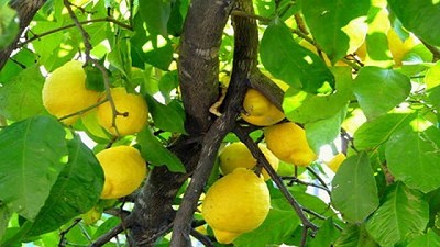 HLB: Se extienden las alertas fitosanitarias para las provincias de Tucumán y Catamarca