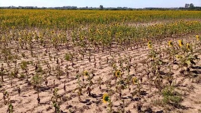 Extremo impacto económico en la ciudad por consecuencias de la sequía