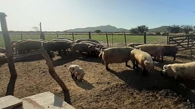 Plan de contingencia para peste porcina africana ante una eventual emergencia