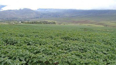El INTA lidera el mejoramiento genético de la papa