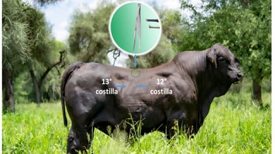 Avances para medir tolerancia al calor y resistencia a garrapatas