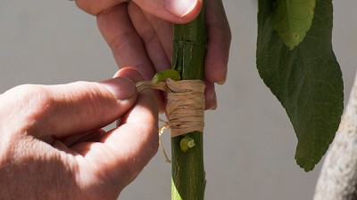 Cómo realizar un injerto de limonero para que dé frutos