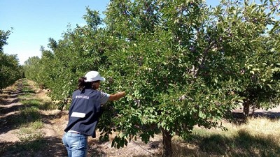 Mendoza: ya se han exportado a Brasil más de 200 toneladas de ciruela en fresco sin bromurar