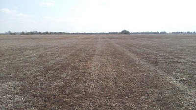 De cara a la fina, la mejor estrategia es el control temprano de malezas