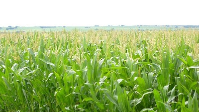 Evalúan la adaptación del maíz al riego por goteo