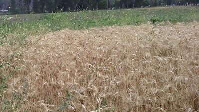 Los cultivos de servicio contribuyen a la mejora de los suelos degradados