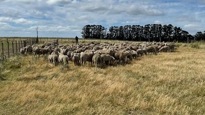 La sequía pasó y el ovino quiere quedarse