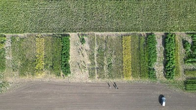 Argentina cosecha Cáñamo industrial después de 50 años