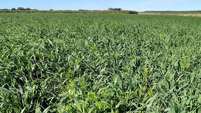 Tres claves para planificar los verdeos de invierno 2023