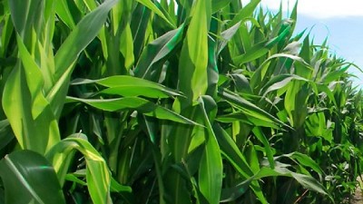 Tecnología y herramientas para soja y maíz