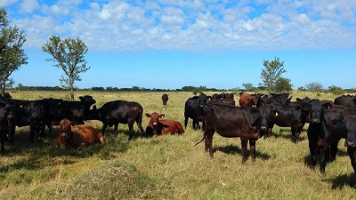 Con sincronización reproductiva, mejoran la eficiencia en los rodeos