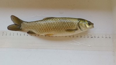 Prueba piloto para evaluar el crecimiento del salmón siberiano