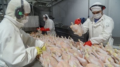 El Programa de Fortalecimiento Productivo Argentino destinó más de $1.900 millones para productores avícolas