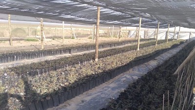 Acompañamiento al desarrollo del cultivo de pistacho en la provincia de La Pampa