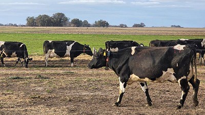 Aportes para gestionar las decisiones difíciles en el tambo