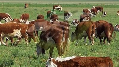 Biogénesis Bagó lanza una nueva solución para combatir garrapatas en bovinos