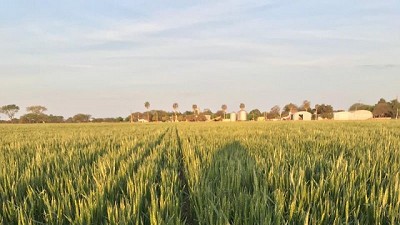 Para que los cereales de invierno empiecen de la mejor forma