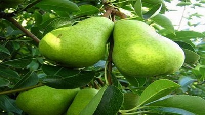 Arroceros, citricultores y productores de peras y manzanas se sumarán al Programa de Incremento Exportador