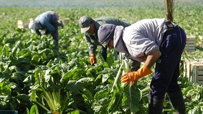 Lucha contra el trabajo informal: RENATRE inscribirá de oficio a trabajadores y empleadores rurales que estén registrados en AFIP