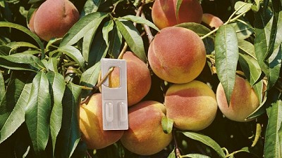 BASF expuso sus soluciones en manejo integral de plagas en frutales para respaldar la transformación de sector