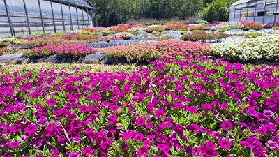 Las plantas y las flores nativas ganan protagonismo en los jardines