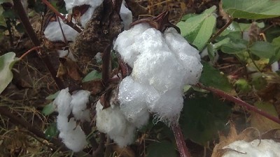 Con genética y tecnología, el algodón renace en Catamarca