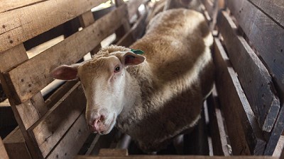 Agricultura Familiar: Saneamiento de tambos ovinos y caprinos bonaerenses