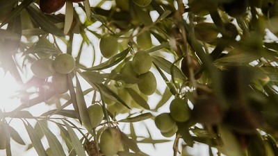 Solfrut, la mayor productora de aceite de oliva de la Argentina, inaugura su nueva planta industrial, la más importante de la región, que operará bajo los más estrictos parámetros de sustentabilidad y calidad