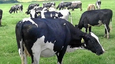 Los tambos recibieron $ 17,1 por litro de leche en marzo