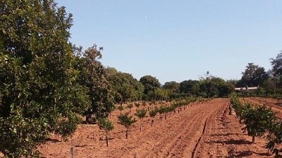 Corrientes: Se erradicaron plantas cítricas por incumplir las normas de prevención del HLB