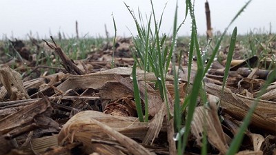 Mejores perspectivas para la campaña de fina