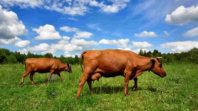 La compra o venta de vacas, una carta de valor a la hora de pensar impositivamente