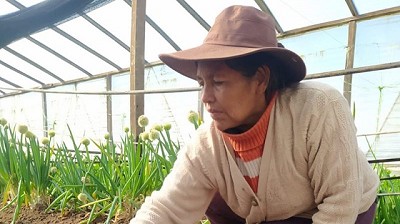 El INTA impulsa la producción de batatas en la agricultura familiar