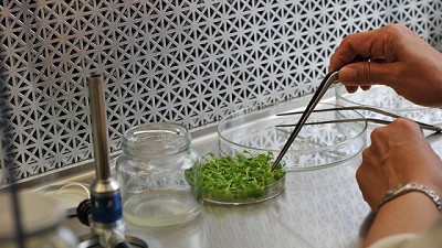 El INTA lidera el avance de la edición genética en el país