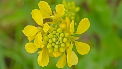 Empieza la corrida por el control de malezas otoño-invernales