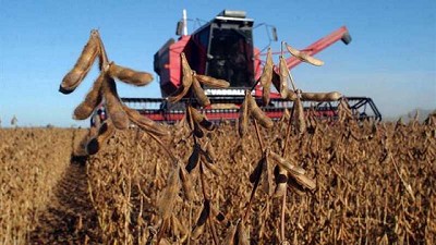 Se ajusta la cosecha de soja a 21,5 millones de toneladas y las condiciones agronómicas adversas condicionan el área de trigo 2023/24